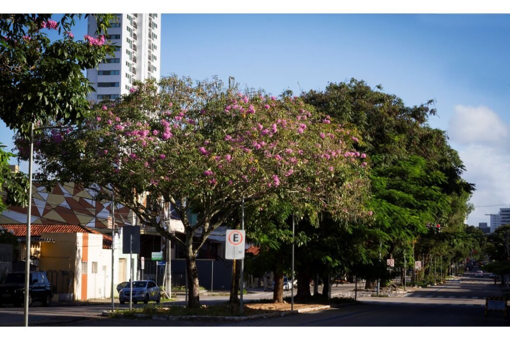 50 mil árvores serão plantadas até 2026 através de parceria da Prefeitura e projeto Arboriza Natal