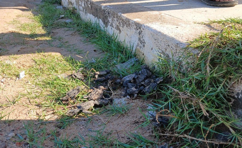 Mais de 30 filhotes de tartarugas morrem atropelados em avenida na Redinha