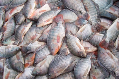 Suspeita de intoxicação por peixe leva duas médicas à UTI em Natal