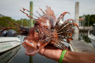 Peixe-leão é capturado em praia de Areia Branca e acende alerta ambiental no RN