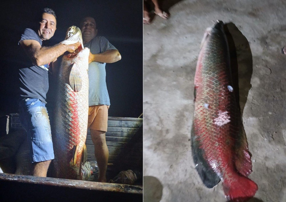 Pescadores capturam pirarucu de 60 kg em lagoa de Apodi, no RN