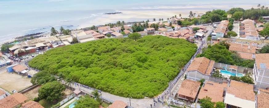 Poda do maior cajueiro do mundo é adiada para 2026 e gera debate