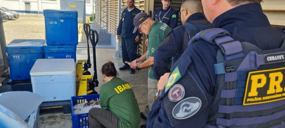 PRF apreende duas toneladas de lagosta transportadas irregularmente no RN
