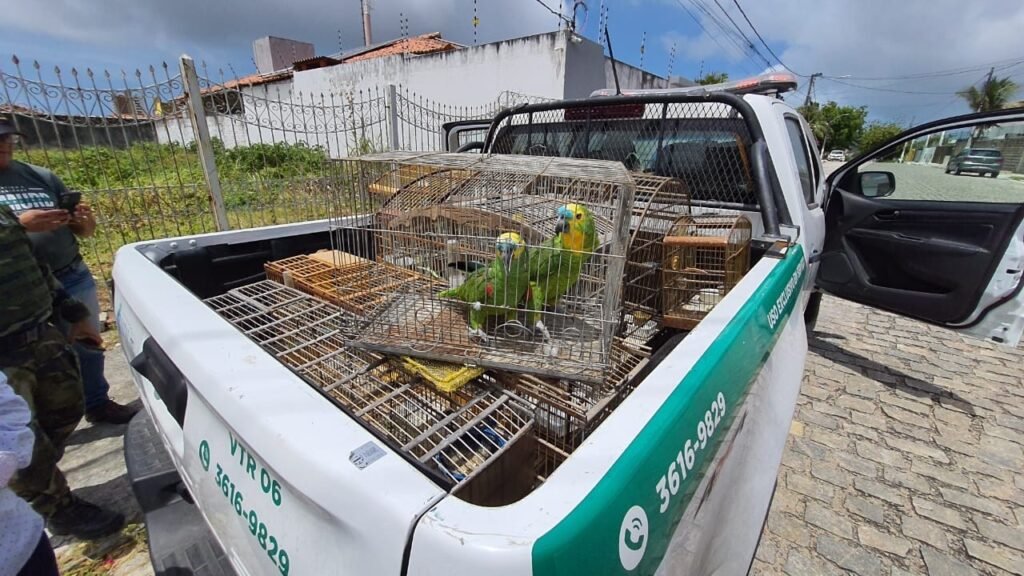 Fiscalização ambiental da Semurb resgata nove aves silvestres em Neópolis