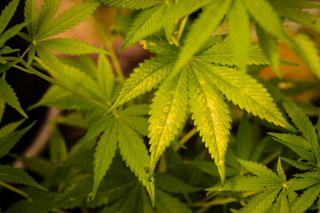 Justiça do RN autoriza associação a produzir cannabis para uso medicinal