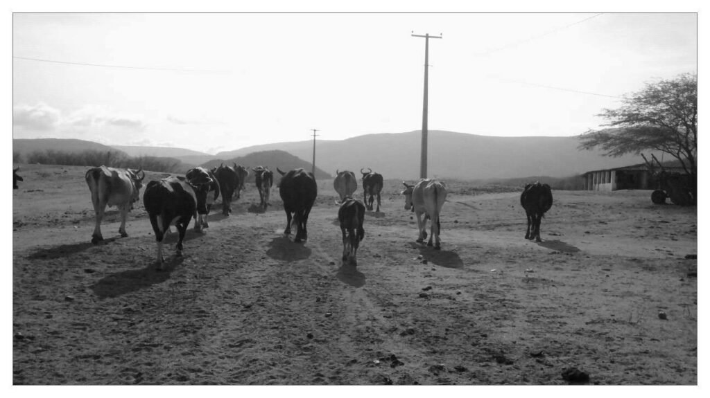 Governo Federal reconhece emergência em 65 municípios potiguares