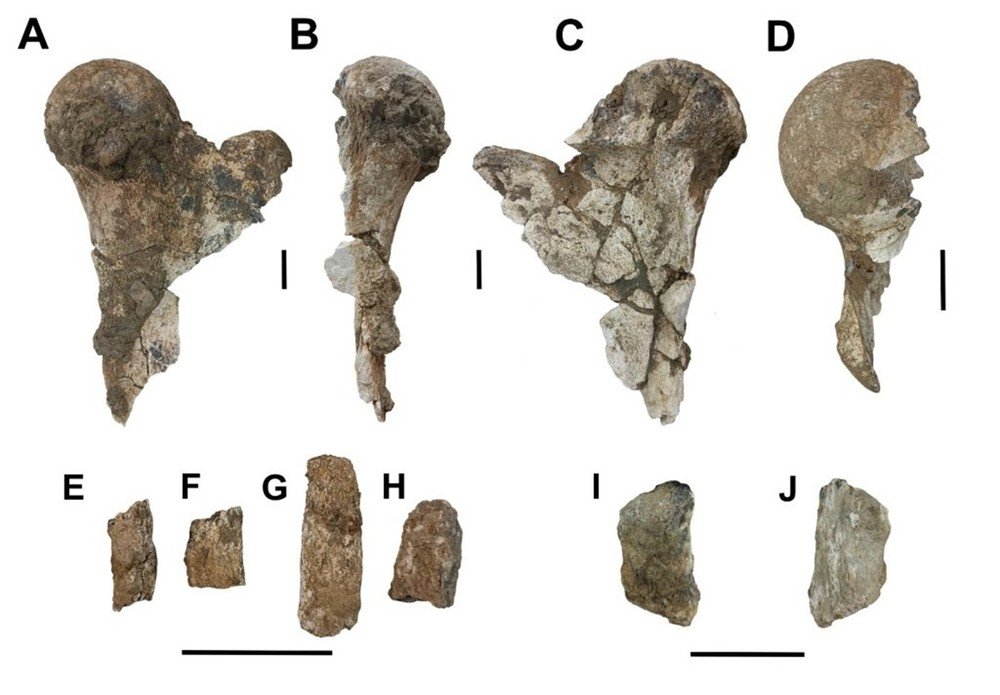 Descoberta de preguiça-gigante no Seridó revela fóssil de grande importância científica