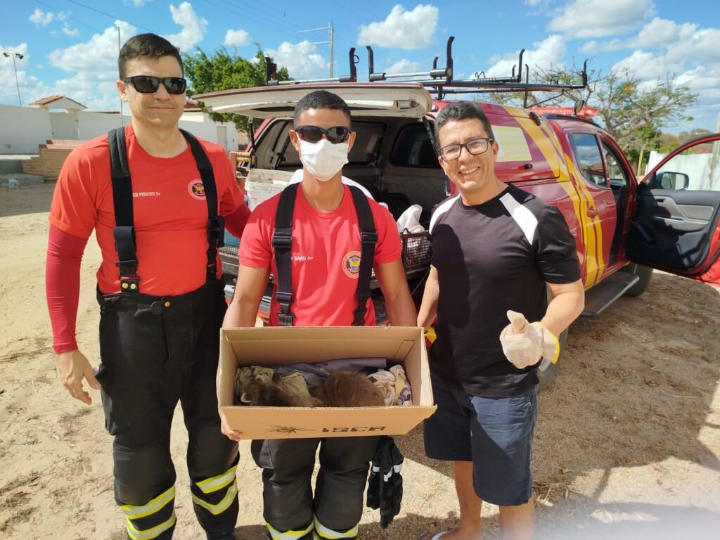 Bombeiros do RN Resgatam Filhotes de Guaxinim em Currais Novos