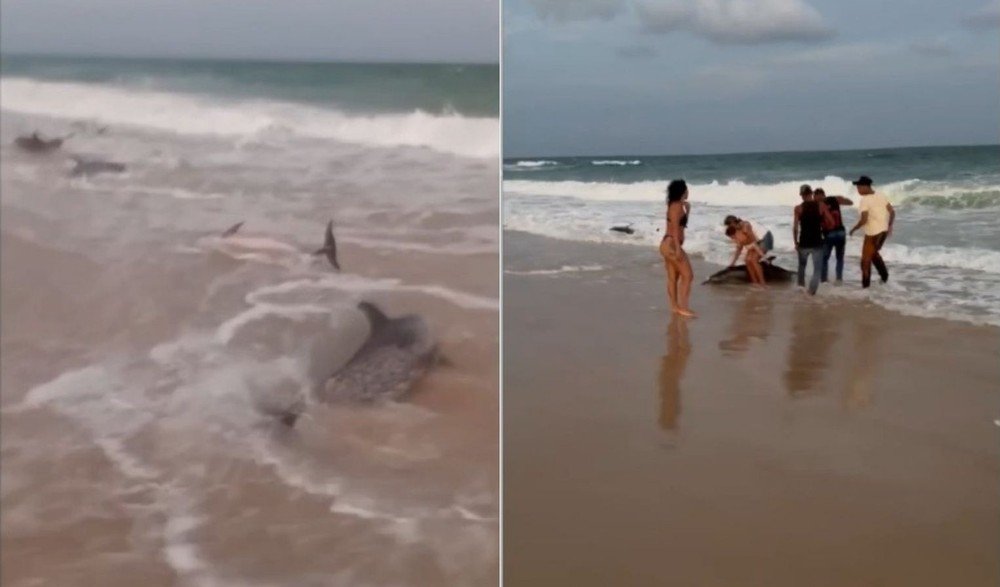 Encalhe em massa de golfinhos na Redinha Nova deixa um animal morto