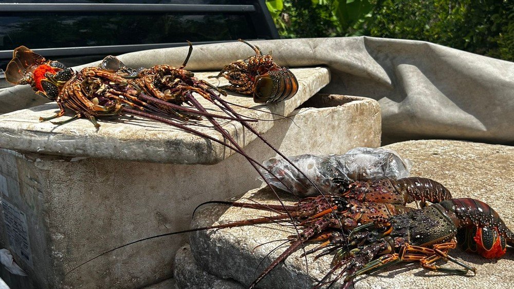 PRF apreende 40 kg de lagosta no período de defeso no RN e prende motorista