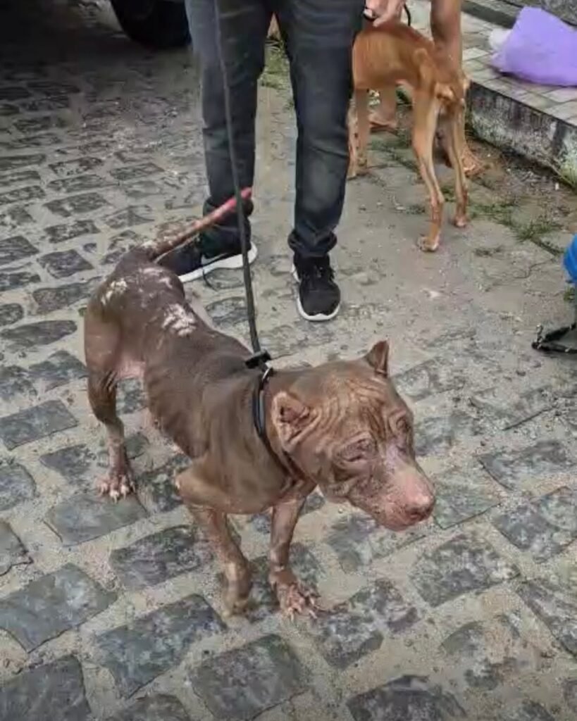 Polícia Civil resgata cães em situação de maus-tratos na Zona Norte de Natal