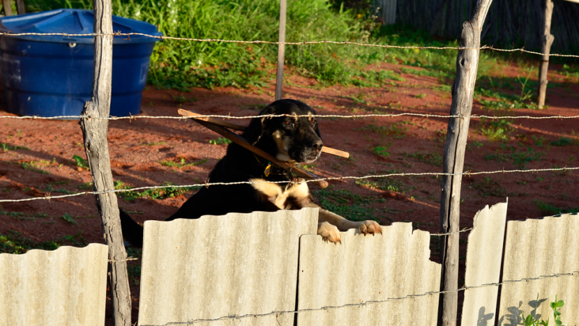 Homem é condenado no RN por manter cães e gatos em condições degradantes
