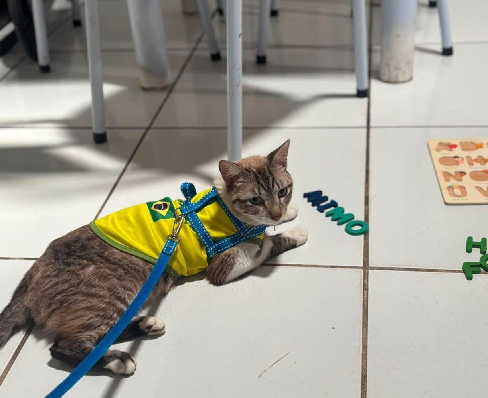 Gato desaparecido em Alagoas é encontrado após quase dois meses em Natal